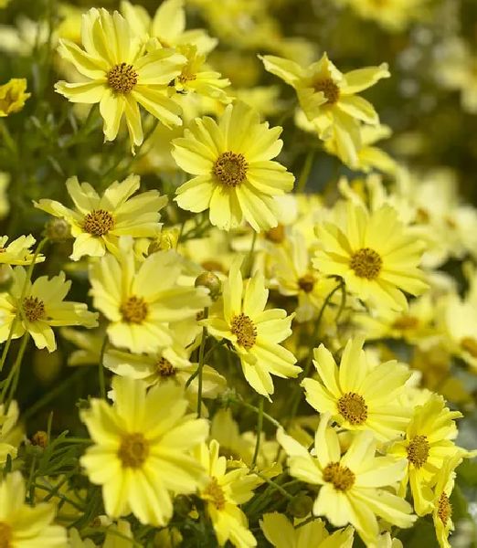 Coreopsis 'Crème Brulée'